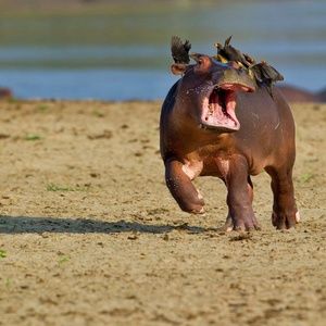 Meet your Posher, Matt